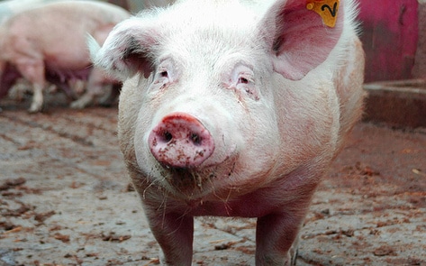 CNN Shows Downer Pig Video