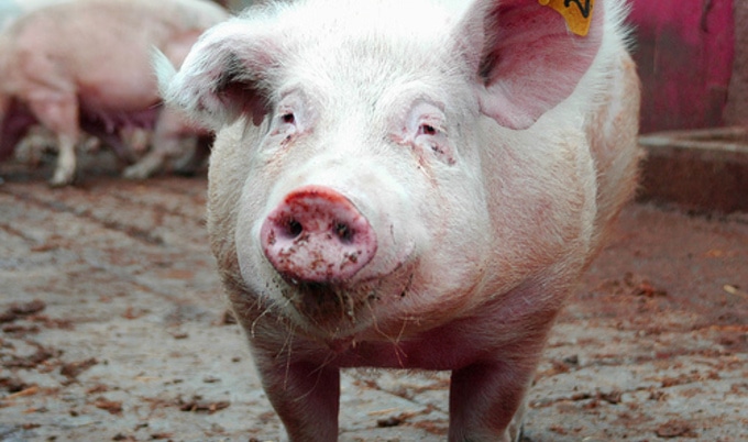 pig