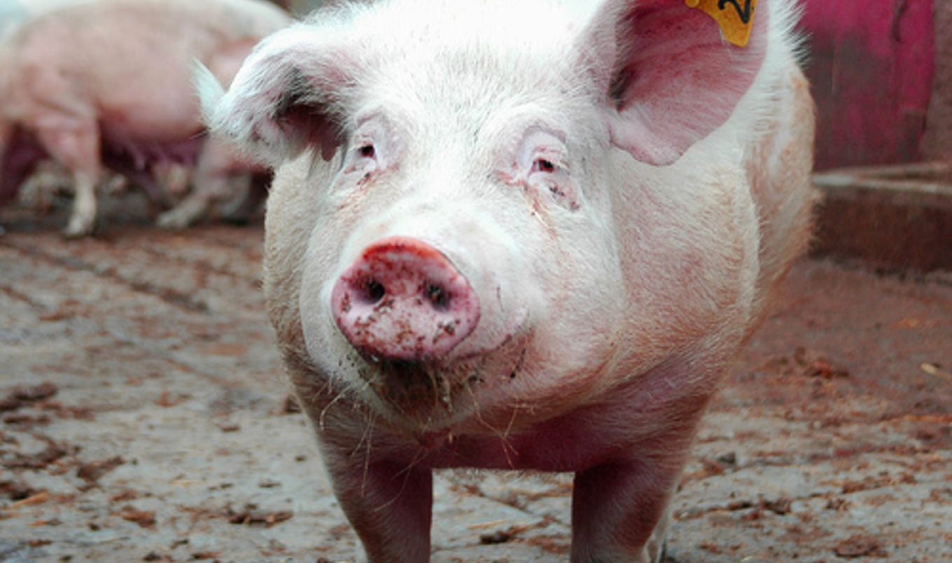 Swine Flu Spreads