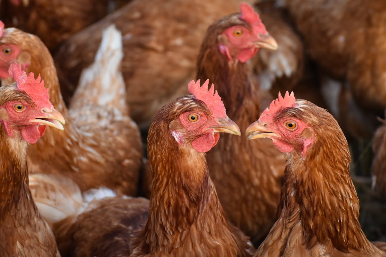 chickens