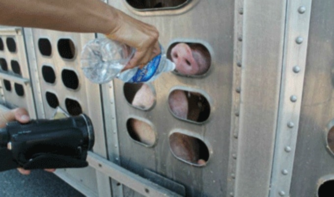 torontopigsave