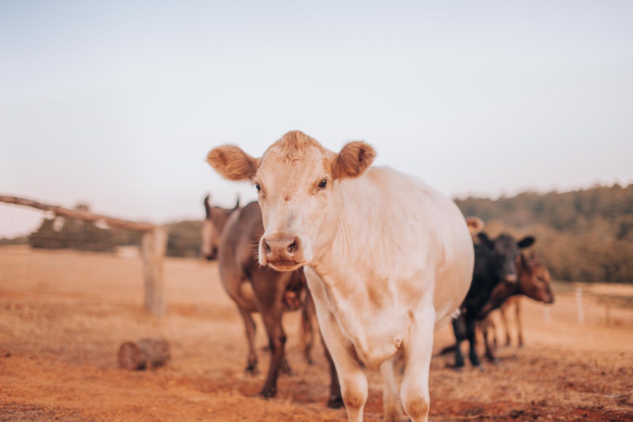 white cow