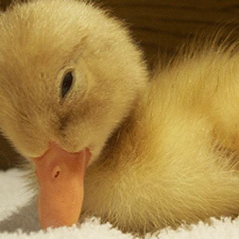 Baby_Duck