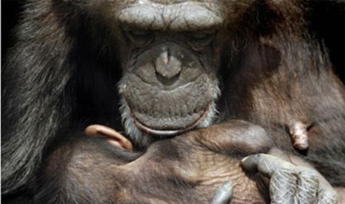 chimpanzee.VND