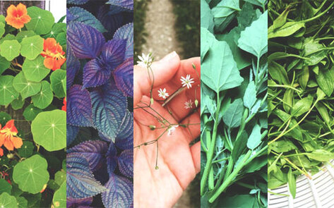 5 Weeds You Should Be Eating