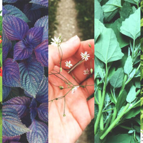 5 Weeds You Should Be Eating