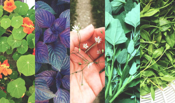 VegNews.EdibleWeedsCollage