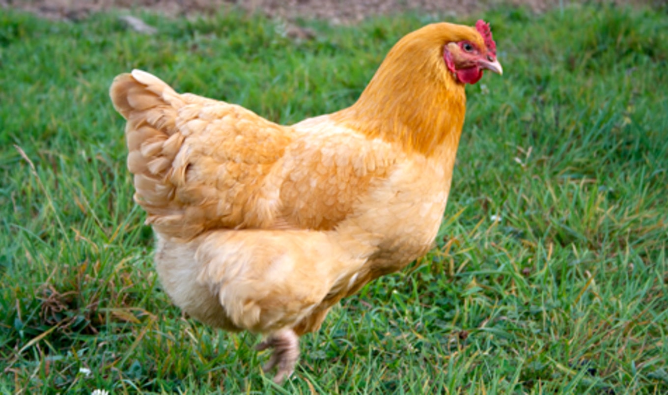 Perdue Employee Faces Four Felony Charges