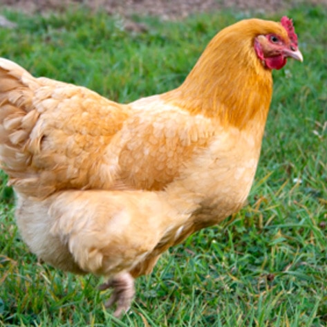 Perdue Employee Faces Four Felony Charges