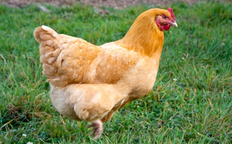 Perdue Employee Faces Four Felony Charges