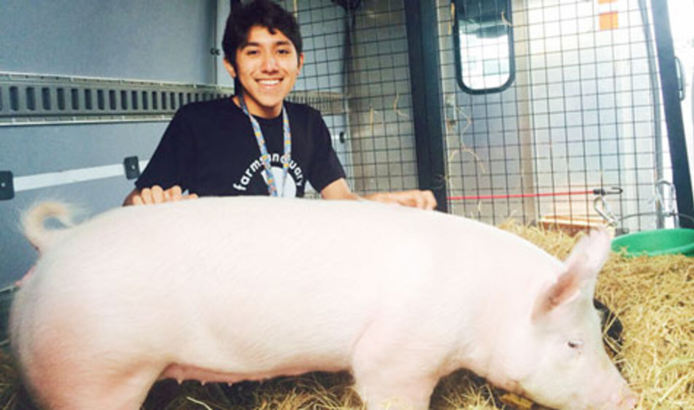 Teen Abandons Future Farmers Program, Saves Pig Instead