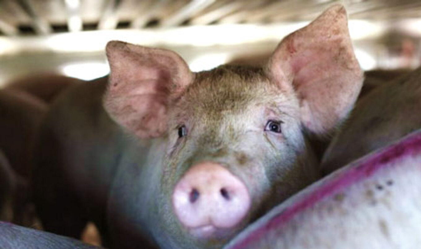 Activist Arrested for Photographing Overturned Pig Truck