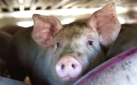 Poll: 97 Percent Want More Humane Animal Transportation