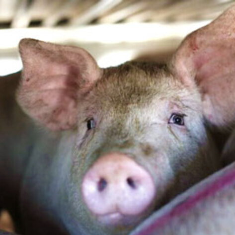 Activist Takes on Cops to Provide Water to "Death Row" Pigs