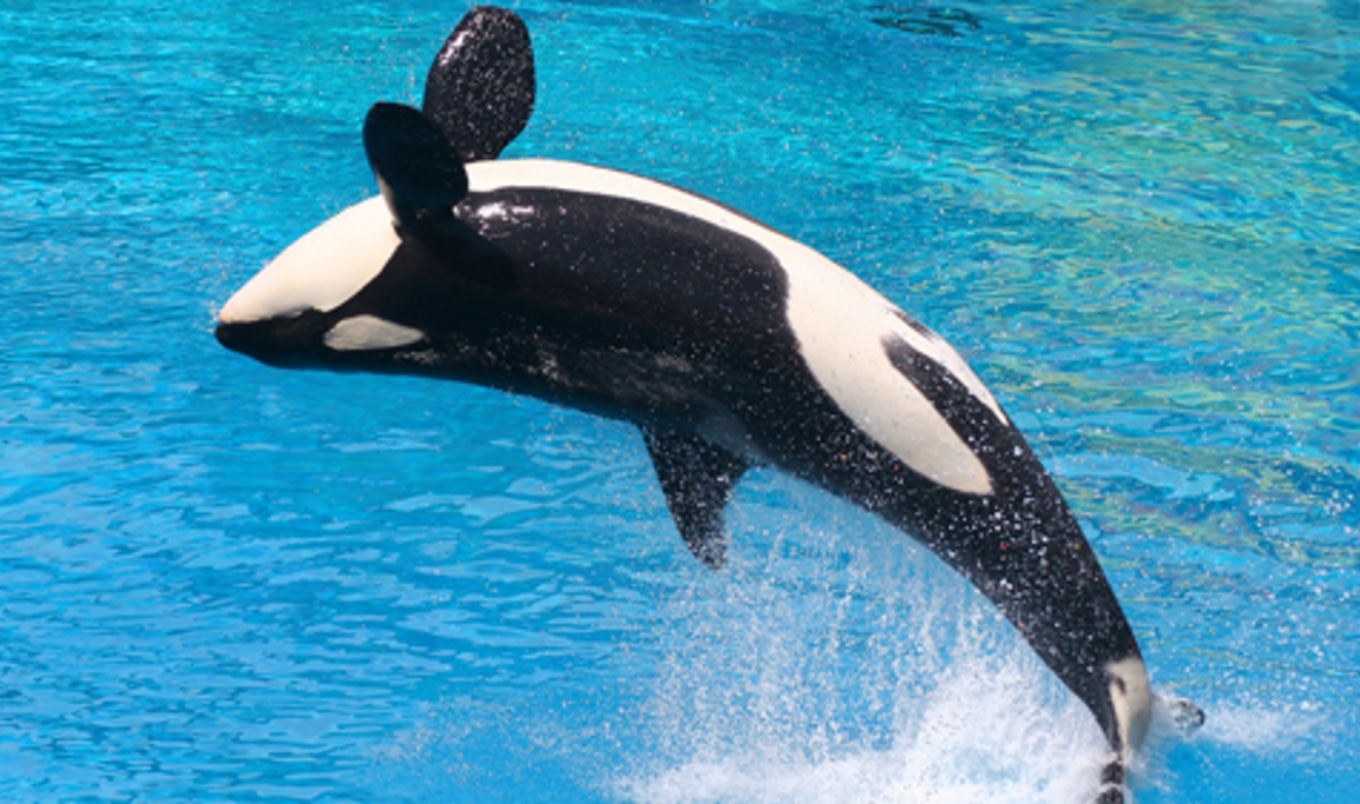 SeaWorld San Diego to End Orca Shows