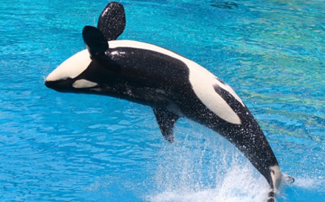 SeaWorld San Diego to End Orca Shows