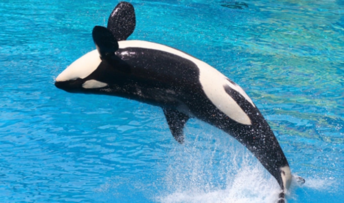 VegNews.Shamu