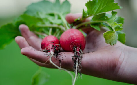 7 Ways School Garden Projects Can Save the World