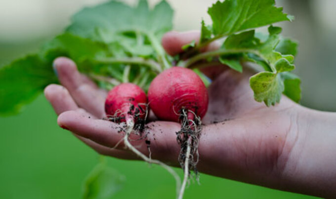 VegNews.Radish