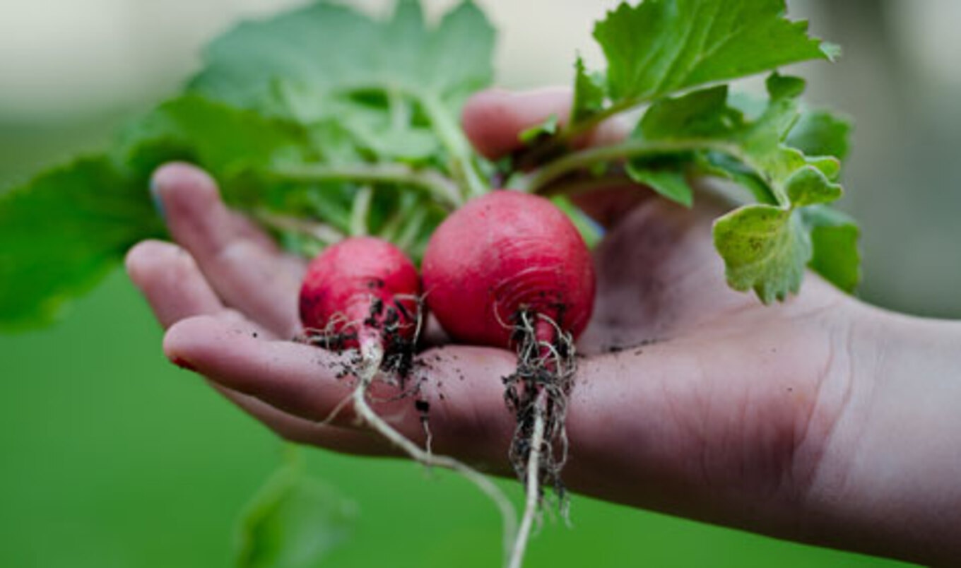 7 Ways School Garden Projects Can Save the World