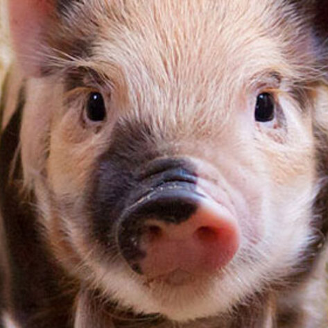 Hormel Workers Caught Abusing Pigs in Undercover Video