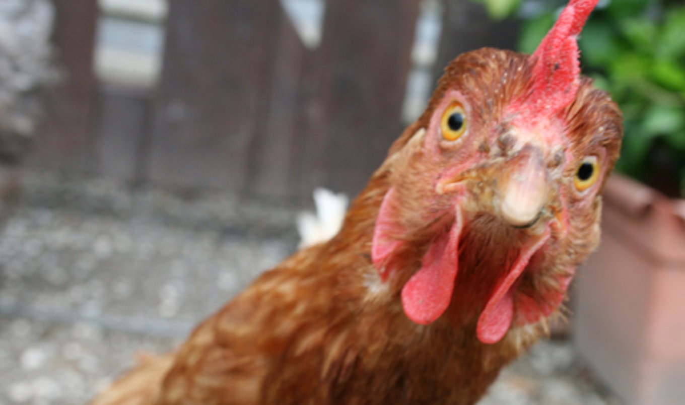 New Video Shows Chicken Intelligence