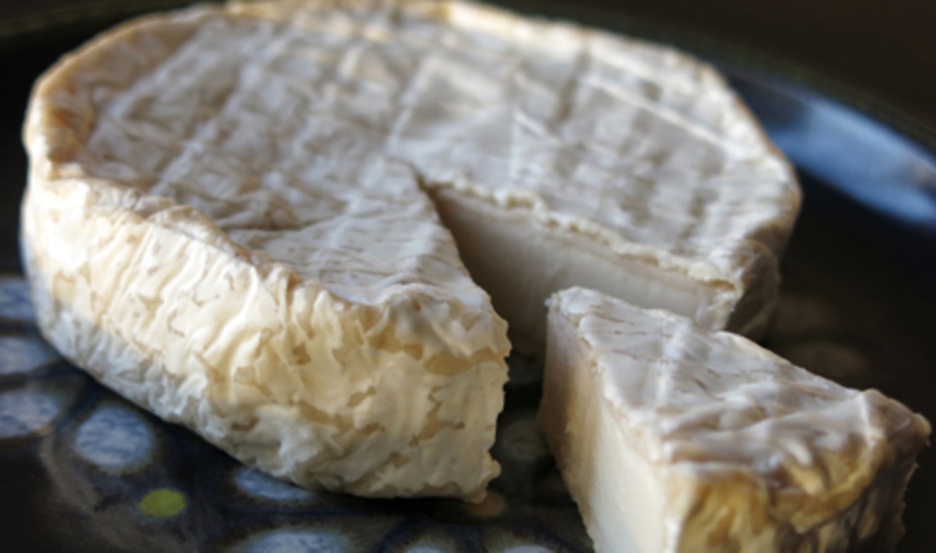 Vegan Cheese Brand Launches Fundraising Campaign