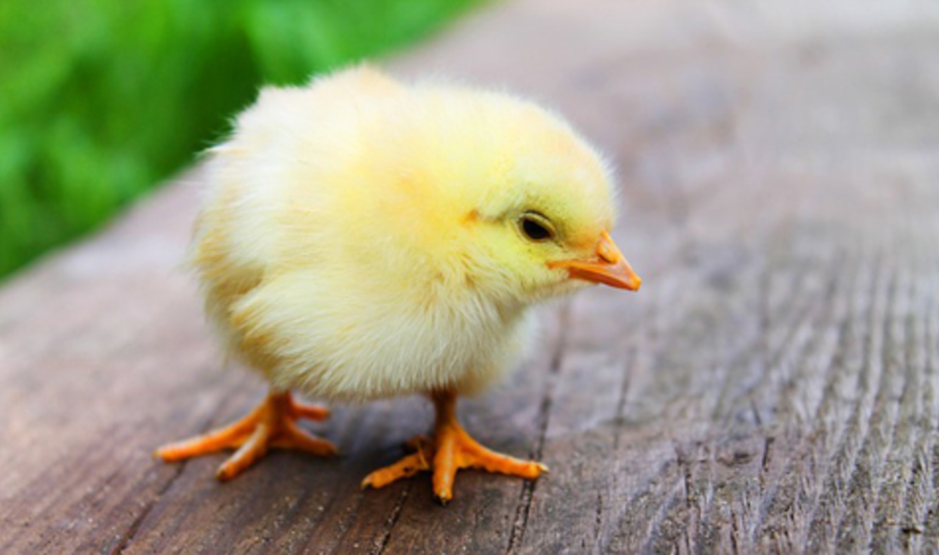 Video Exposes Animal Cruelty at Tyson Poultry Plant