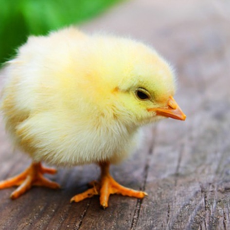 Video Exposes Animal Cruelty at Tyson Poultry Plant