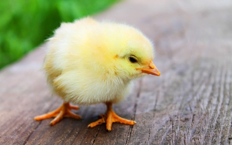 Video Exposes Animal Cruelty at Tyson Poultry Plant