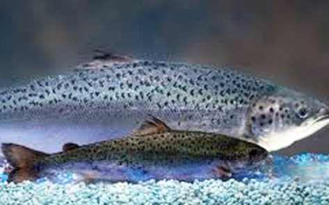 FDA Approves First GMO Animal