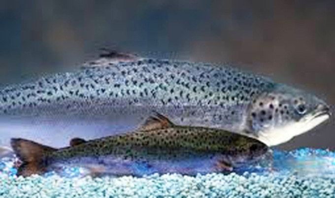 VegNews.GMOSalmon