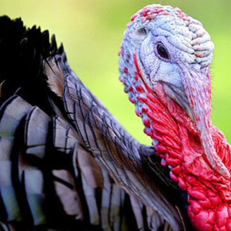 <i>USA Today</i> Tells Readers How to Adopt A Turkey