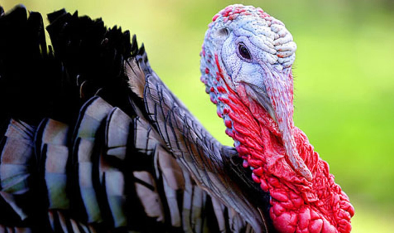 <i>USA Today</i> Tells Readers How to Adopt A Turkey