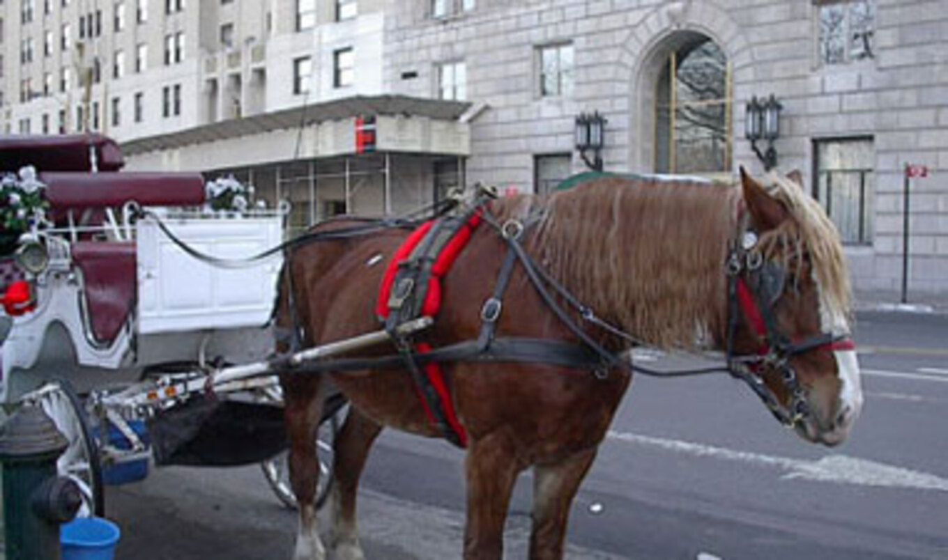 New York Carriage Horses Spark Cruelty Outcry