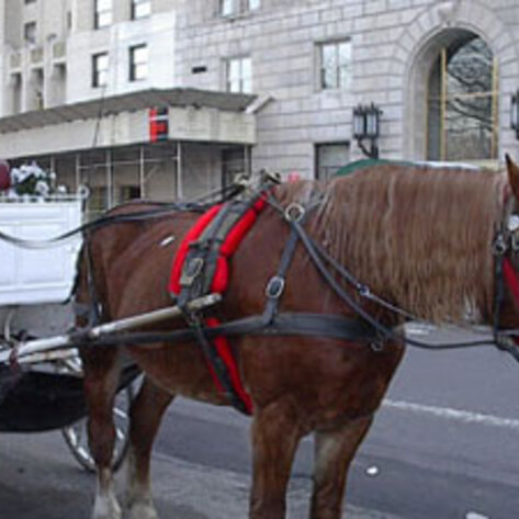NYC Carriage Cruelty
