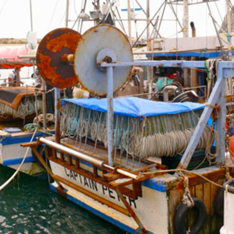 Nestlé Admits to Using Slave Labor in its Cat Food