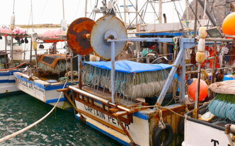 Nestlé Admits to Using Slave Labor in its Cat Food