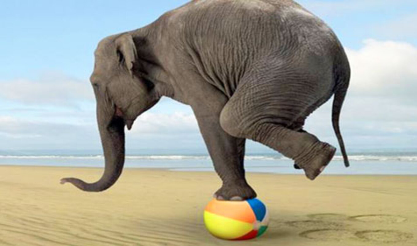 Hawaii to Ban Wild Animals in Circuses