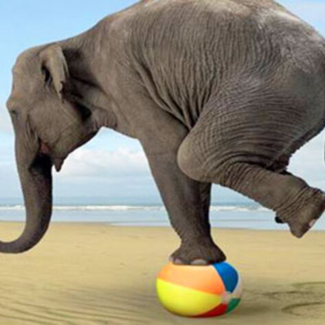 Hawaii to Ban Wild Animals in Circuses