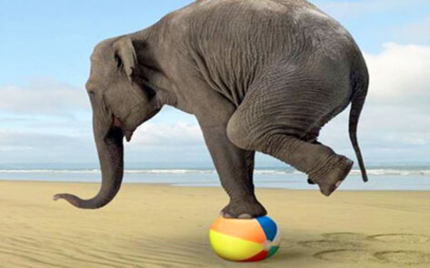 Rhode Island Becomes First State to Ban Bullhooks