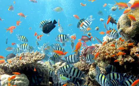 Salt-Water Fish Extinction Possible by 2048