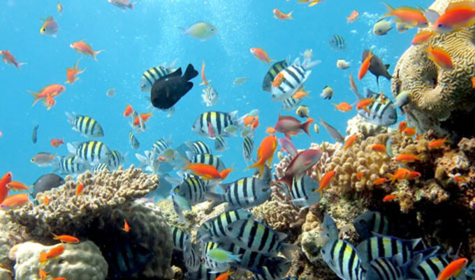 VegNews.Ocean