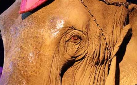 Anti-Circus Documentary Acquired by Netflix