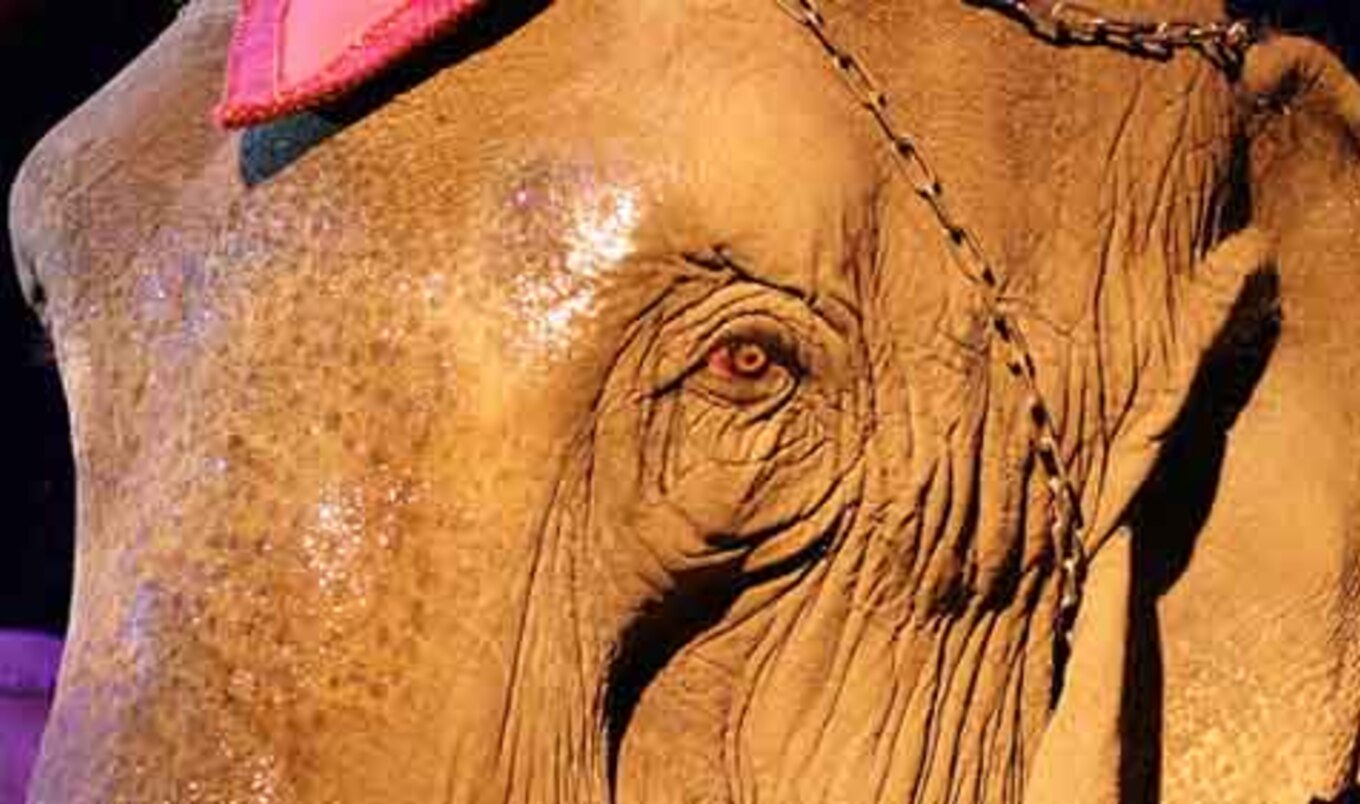 Anti-Circus Documentary Acquired by Netflix