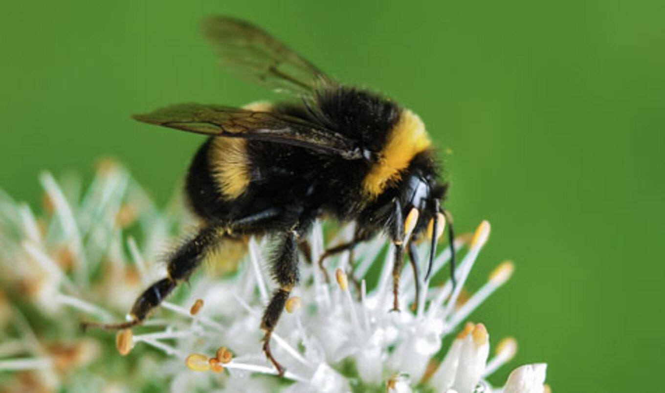 Home Depot to Phase Out Bee-Killing Insecticide