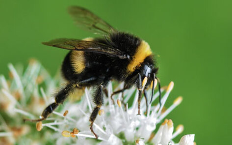 Home Depot to Phase Out Bee-Killing Insecticide