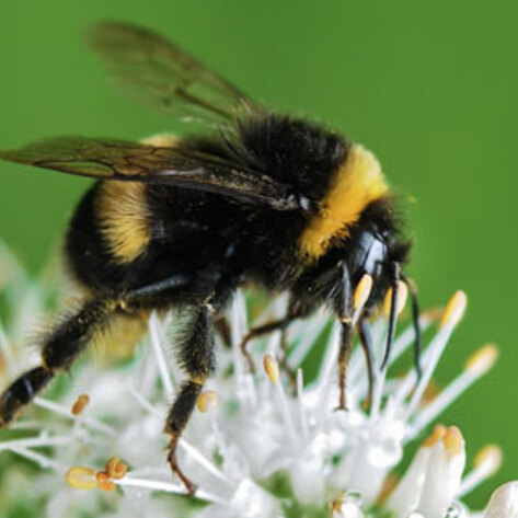 Home Depot to Phase Out Bee-Killing Insecticide