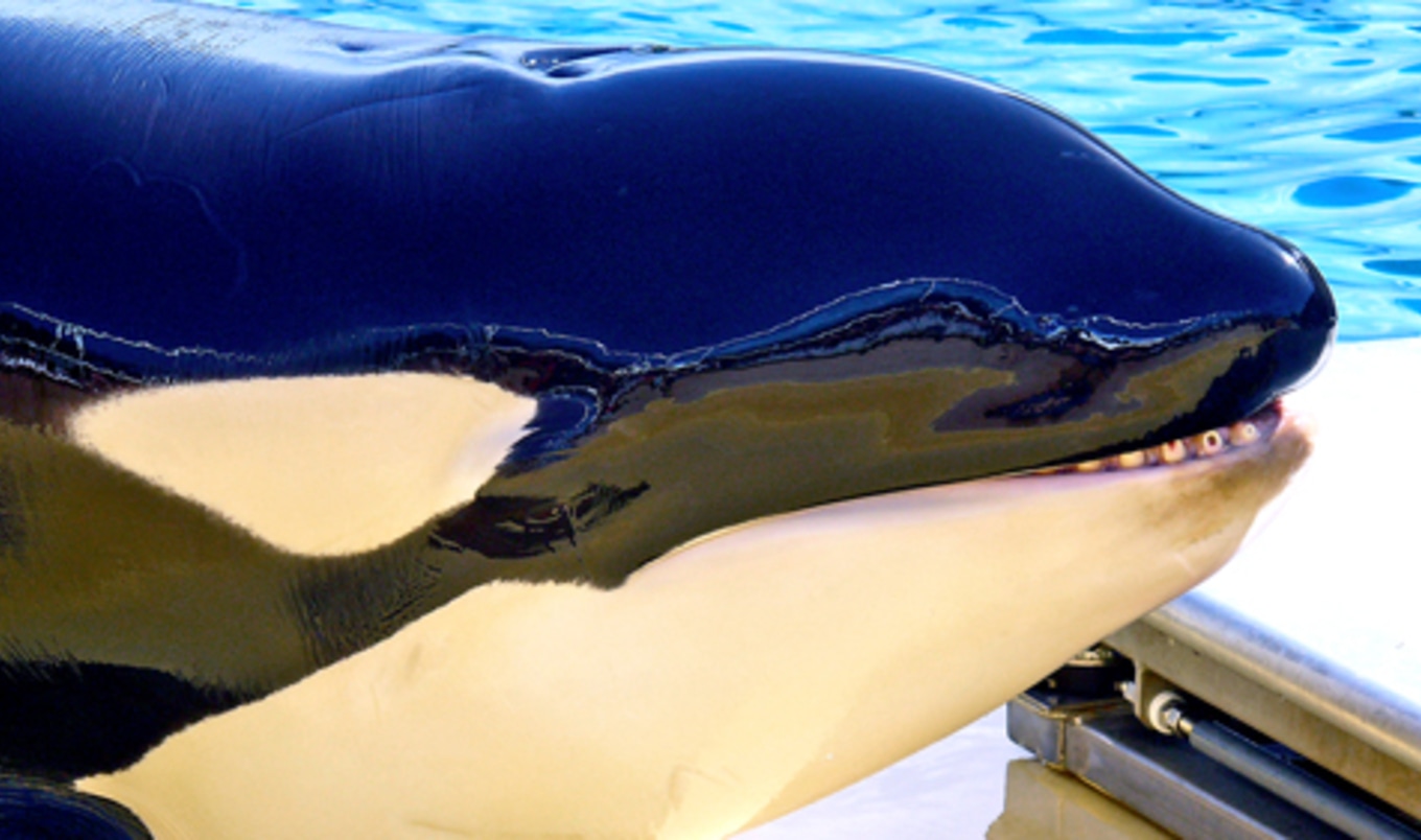 Gruesome Details of SeaWorld Revealed by Former Employee