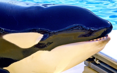 Gruesome Details of SeaWorld Revealed by Former Employee
